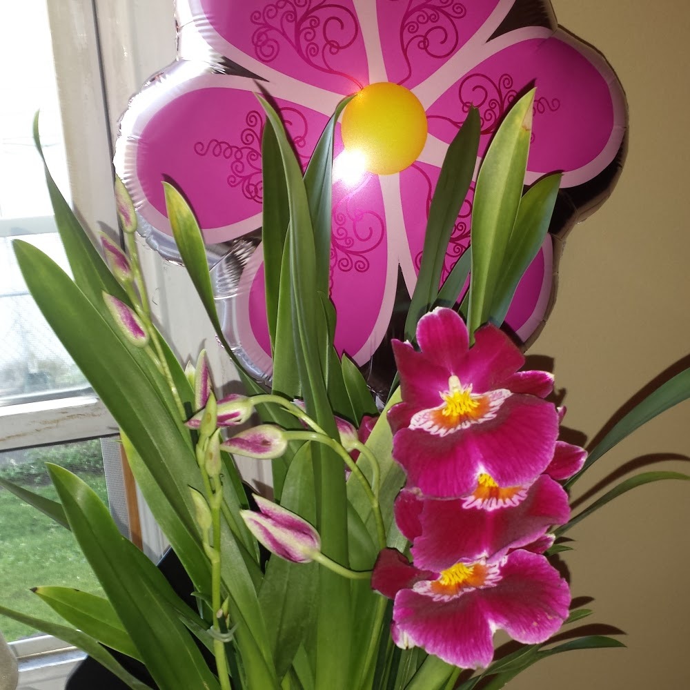 Meet your Posher, Ambi